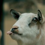 5 Reasons You Should Keep a Goat for a Pet