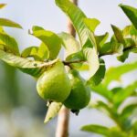 Benefits of Guava Leaves That Will Surprise You