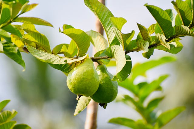 Benefits of Guava Leaves That Will Surprise You
