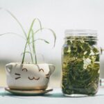 Proven Aloe Vera Benefits (The plant of immortality)