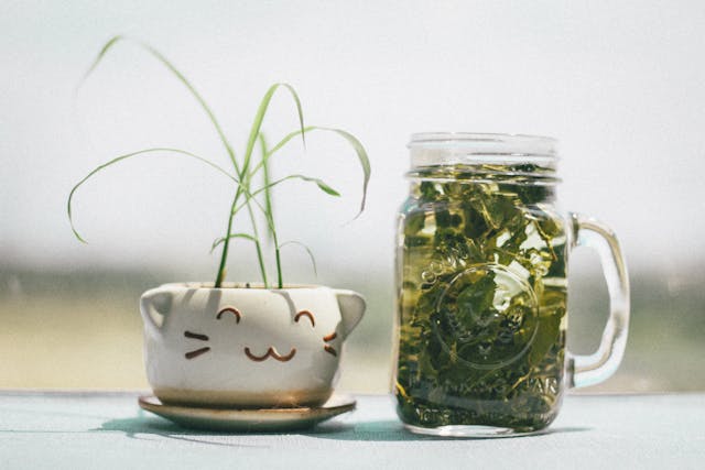 Proven Aloe Vera Benefits (The plant of immortality)