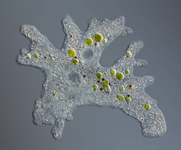 Understanding Amoeba Signs and Symptoms