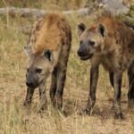6 Things to Do During a Hyena Attack Survival Guide