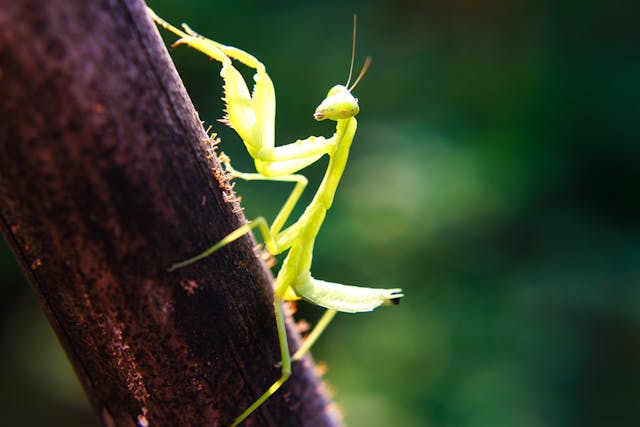 6 Fascinating Animals That Eat Their Partners