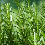 Unlocking the Hidden Uses of Rosemary in 2026