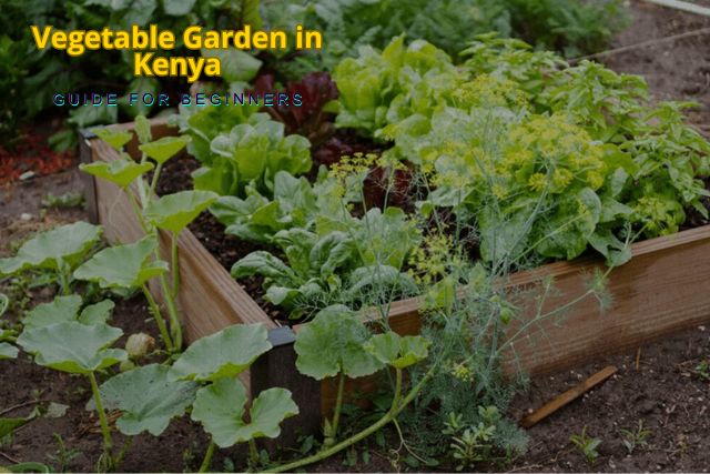 How to Start a Vegetable Garden in Kenya (2026 Guide for Beginners)